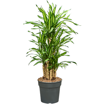 Dracena fragrans 'Riki' 4DRRIVT03