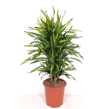 Dracena fragrans 'Riki' F00005029