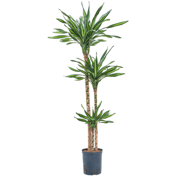Dracena fragrans 'Riki' 1DRRI3S22