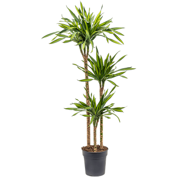 Dracena fragrans 'Riki' 4DRRI3S10
