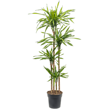 Dracena fragrans 'Riki' 4DRRI4S27