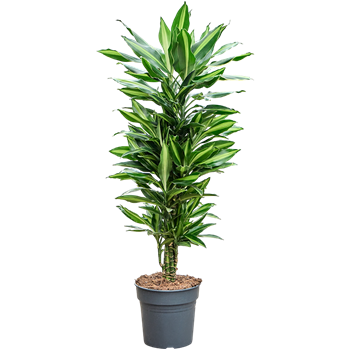 Dracena fragrans 'Silindo' 4DRSIVT27