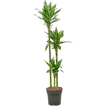 Dracena fragrans 'Silindo' F00005249
