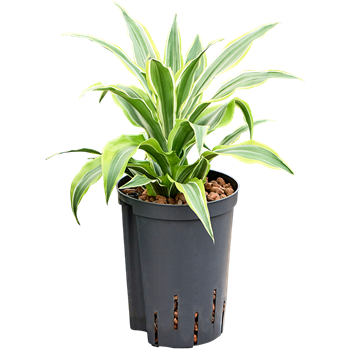 Dracena fragrans 'Surprise' 1DRSUKO15
