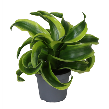 Dracena fragrans 'Tornado' F00004154