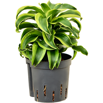 Dracena fragrans 'Tornado' 2DRTOKO10