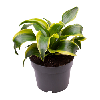 Dracena fragrans 'Tornado' 6/tray F00000976