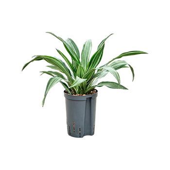 Dracena fragrans 'Ulises' 1DRUL2K12