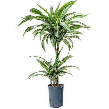 Dracena fragrans 'Ulises' 1DRUL2S07