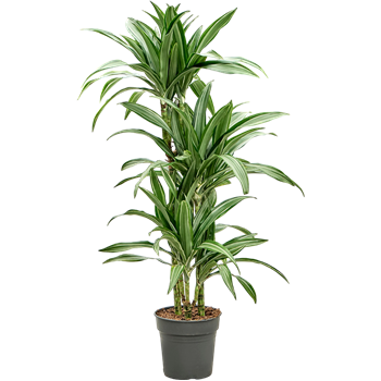 Dracena fragrans 'Ulises' 4DRUL3S16
