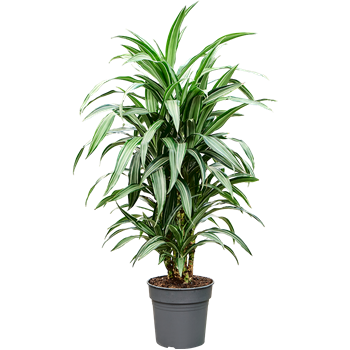 Dracena fragrans 'Ulises' 4DRULVT10