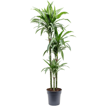 Dracena fragrans 'Ulises' 4DRUL3S24