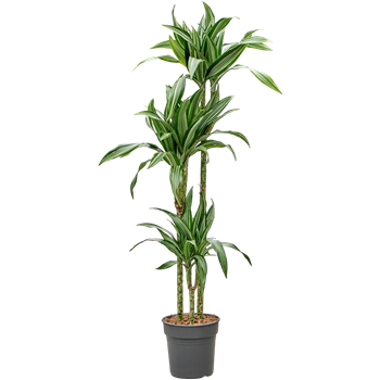 Dracena fragrans 'Ulises' 4DRUL3S30