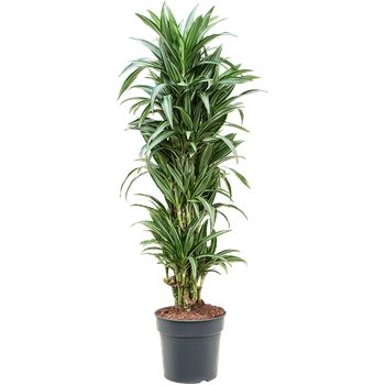 Dracena fragrans 'Ulises' 4DRULVT99