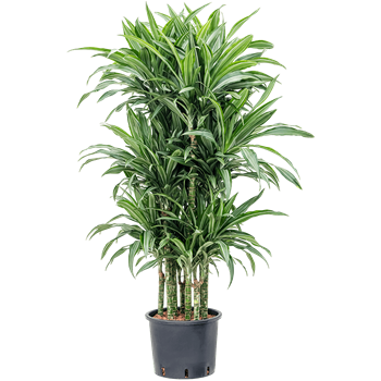 Dracena fragrans 'Ulises' 1DRULCA90