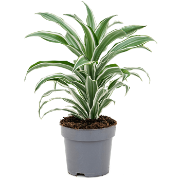 Dracena fragrans 'White Jewel' 4DRWJKO17
