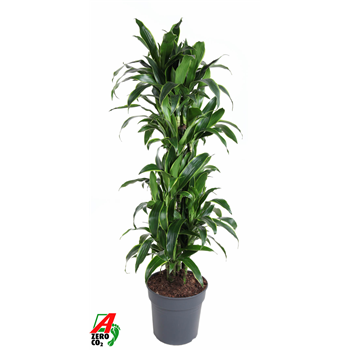 Dracena fragrans (Deremensis Grp) 'Art' F00004422