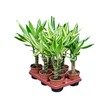 Dracena fragrans mix 8/tray F00005318