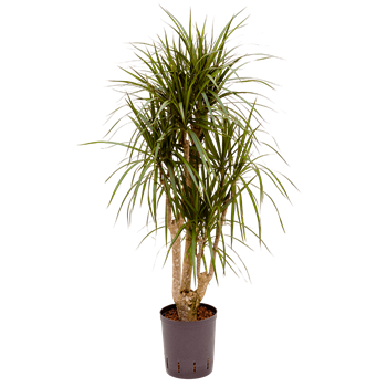 Dracena marginata 1DRMRVT10