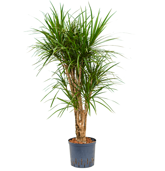 Dracena marginata 1DRMRVT12