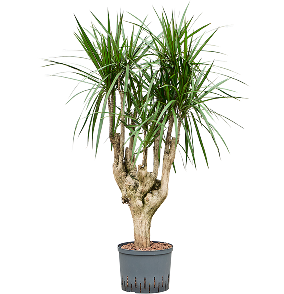 Dracena marginata 1DRMRVT14