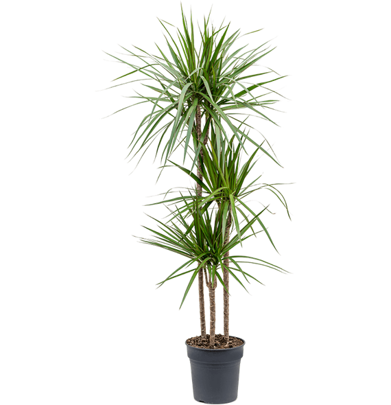 Dracena marginata 4DRMR3S20