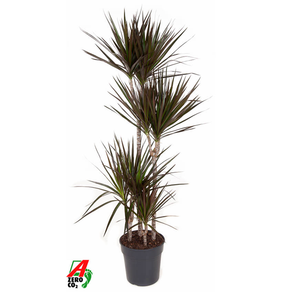 Dracena marginata 'Magenta' F00002857