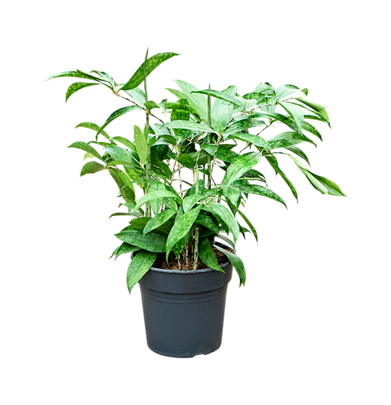 Dracena surculosa 4DRSUBU67
