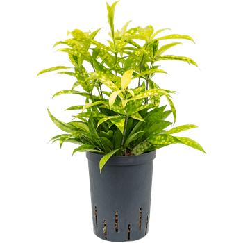 Dracena surculosa 'Mike' 1DRSMBP10