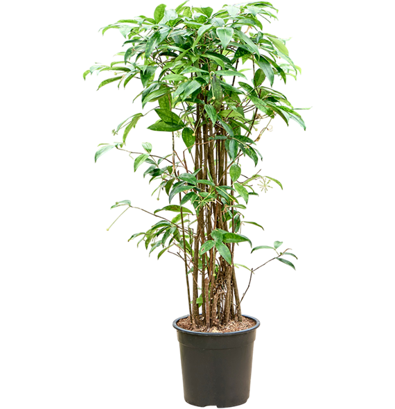 Dracena surculosa (125-150) 4DRSUBU06