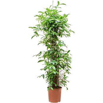 Dracena surculosa (140-170) 4DRSUBU07