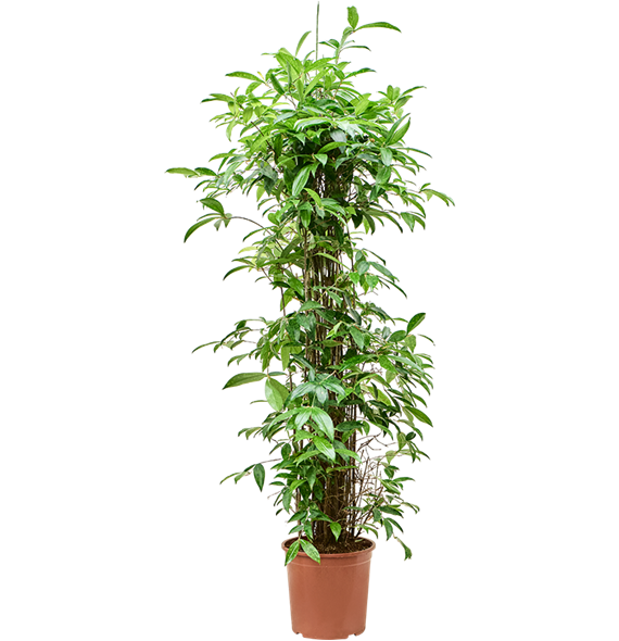 Dracena surculosa (140-170) 4DRSUBU07