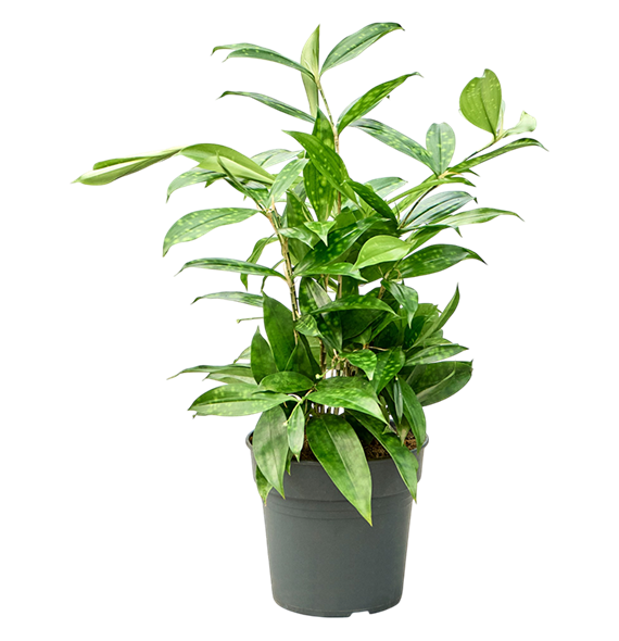Dracena surculosa (40-60) 4DRSUBU55