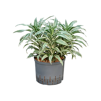 Dracena warneckii 'Compacta' 1DRWC5K25