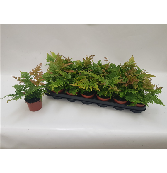 Dryopteris erythrosora F00004538