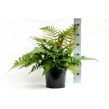 Dryopteris erythrosora F00004540