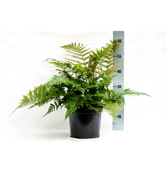 Dryopteris erythrosora F00004540