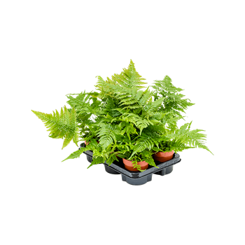 Dryopteris erythrosora 6/tray 4DRERBP15