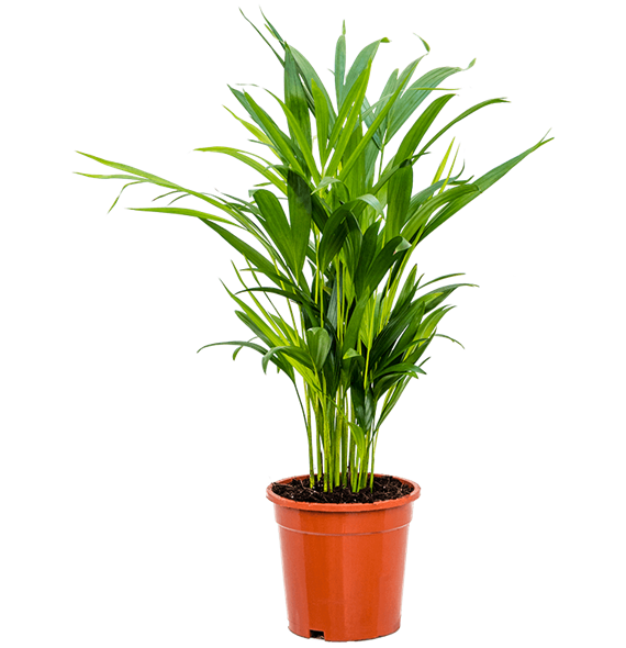 Palma Dypsis (Areca) lutescens 4CHLUBU01