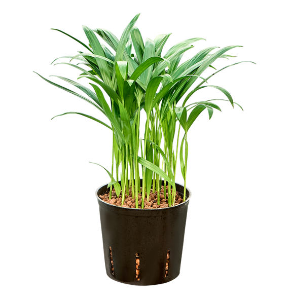 Palma Dypsis (Areca) lutescens 2ARLUTU13