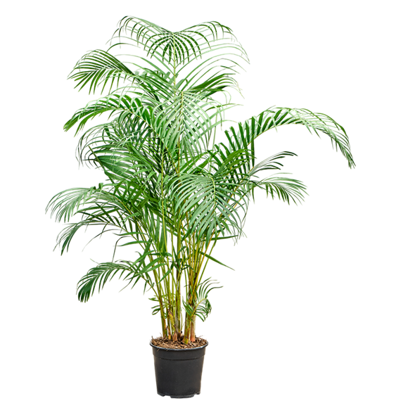 Palma Dypsis (Areca) lutescens 4CHLUBU83