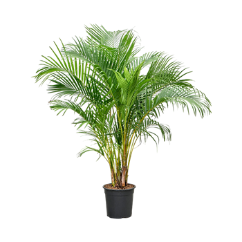 Palma Dypsis (Areca) lutescens 4CHLUBU92