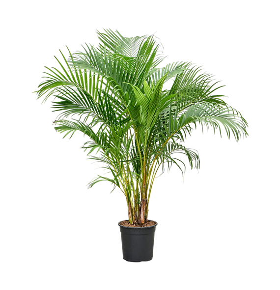 Palma Dypsis (Areca) lutescens 4CHLUBU92