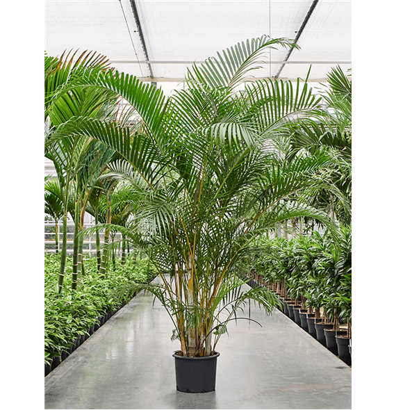Palma Dypsis (Areca) lutescens 4CHLUB003