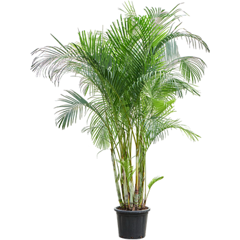 Palma Dypsis (Areca) lutescens 4CHLUB040