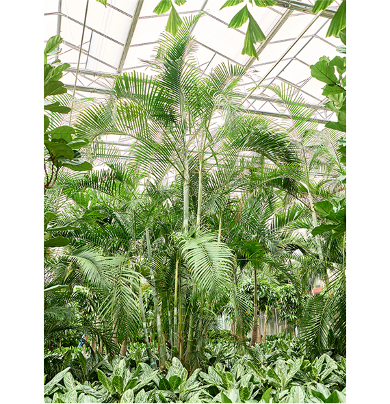 Palma Dypsis (Areca) lutescens 4CHLUB028