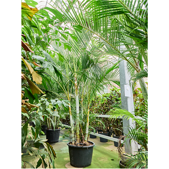 Palma Dypsis (Areca) lutescens 4CHLUB013