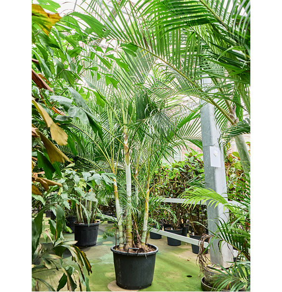 Palma Dypsis (Areca) lutescens 4CHLUB013