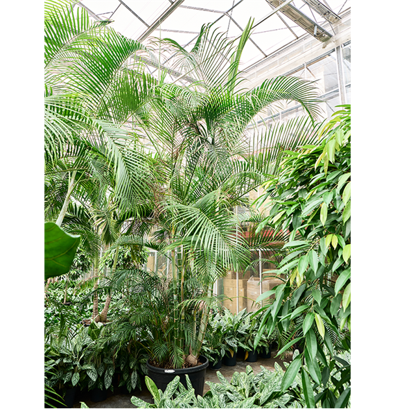 Palma Dypsis (Areca) lutescens 4CHLUB027