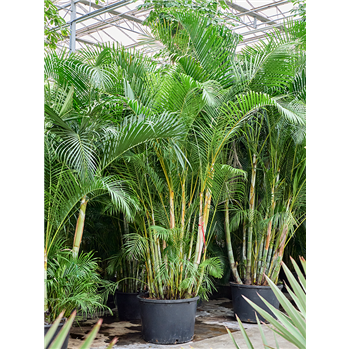 Palma Dypsis (Areca) lutescens (400-450) 4CHLUB029